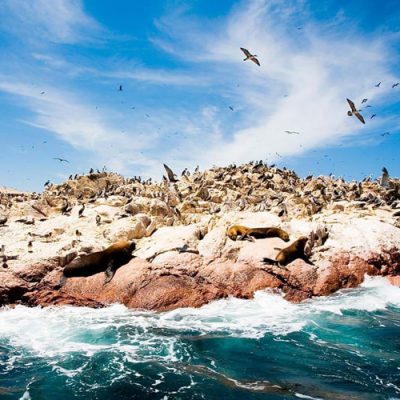 Reserva Nacional de Paracas Aves