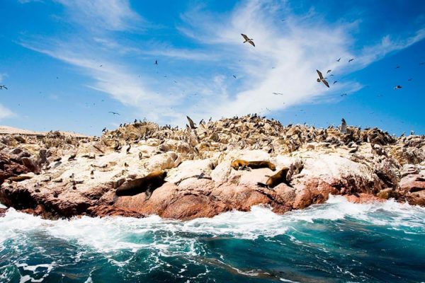 Reserva Nacional de Paracas Aves